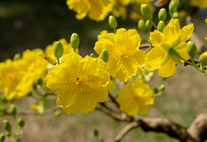 Hình ảnh hoa mai nở rộ ngày Tết