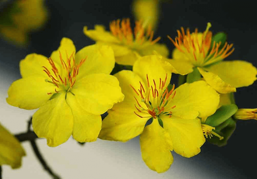 Hình ảnh hoa mai vàng đẹp nhất vào mùa Xuân