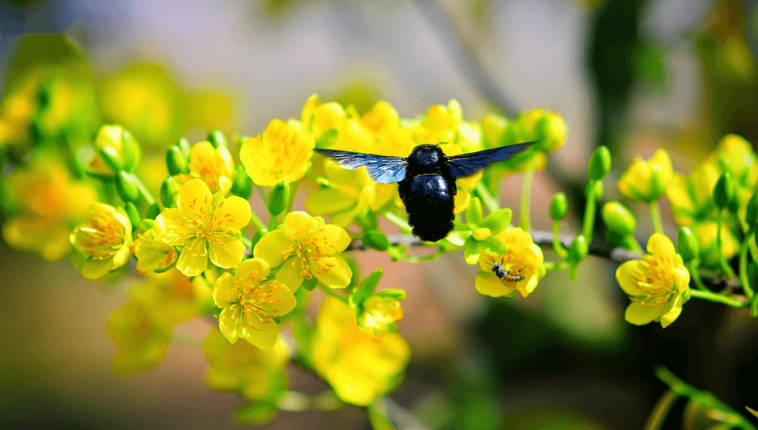 Hình ảnh hoa mai vàng đẹp vào dịp Tết