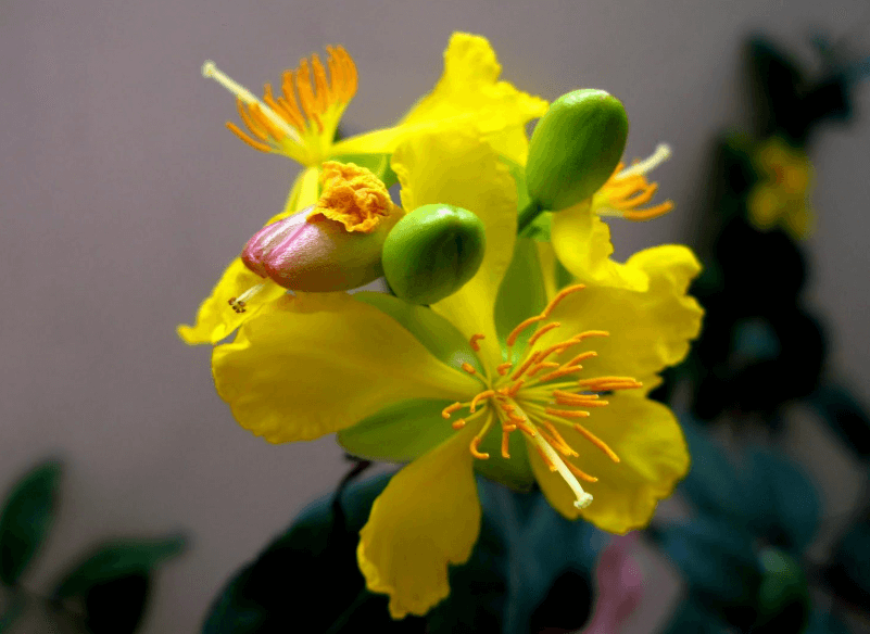 Hình ảnh hoa mai vàng với những cánh mỏng manh