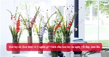 Hoa lay ơn (hoa dơn) có ý nghĩa gì? Cách cắm hoa lay ơn ngày Tết đẹp, tươi lâu