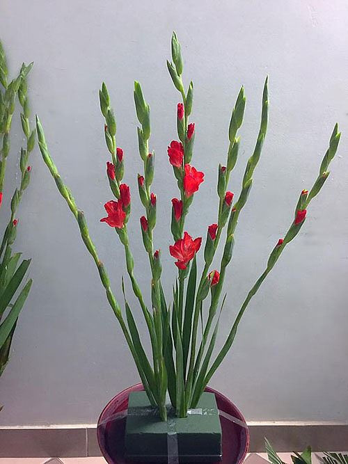 Cách cắm hoa dơn đẹp