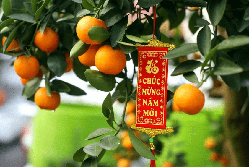 Cách trang trí cây quất ngày Tết với câu đối