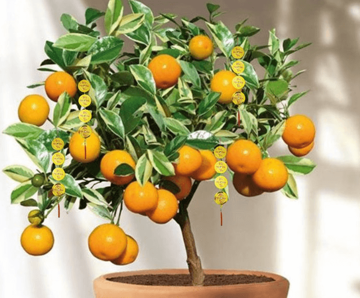 Cách trang trí cây quất ngày Tết bằng dây treo đồng xu