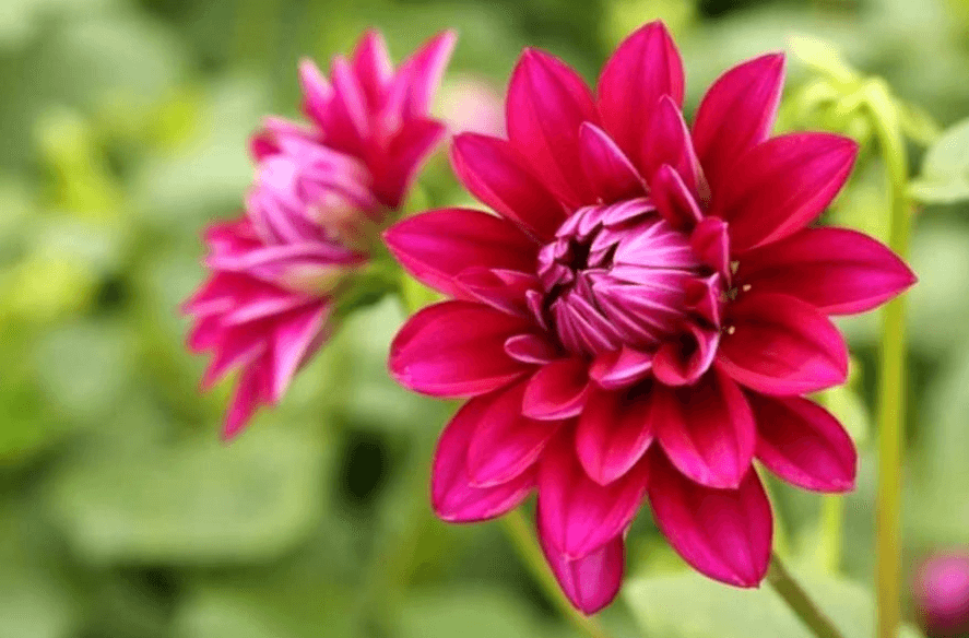 Hình ảnh về hoa thược dược đẹp