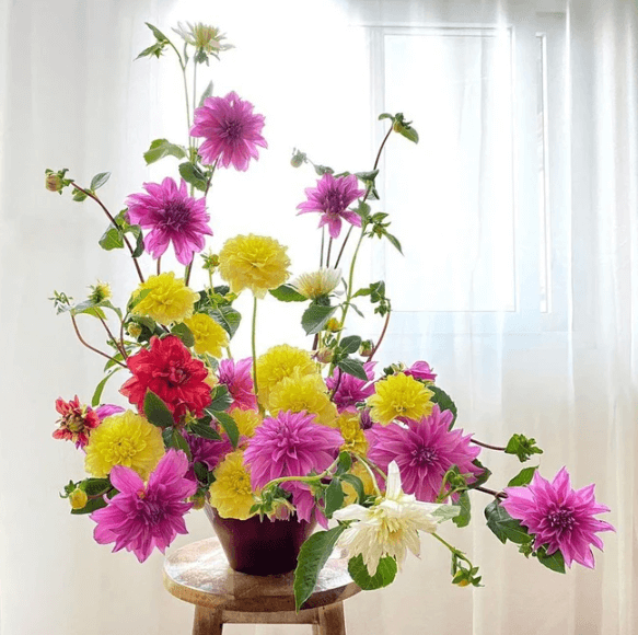 Hoa thược dược mang lại sắc xuân tươi mới