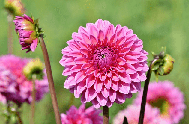 Hình ảnh về hoa thược dược màu hồng tím