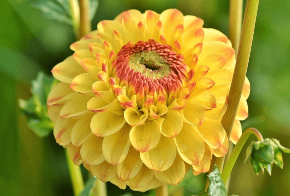 Hình ảnh về hoa thược dược màu vàng cam