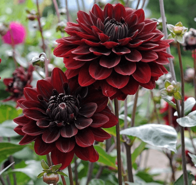 Hình ảnh về hoa thược dược màu đỏ sẫm