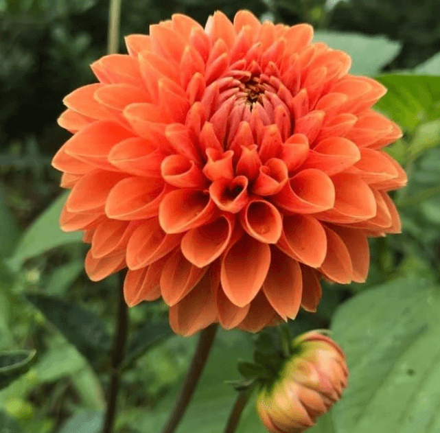 Hình ảnh về hoa thược dược màu cam độc đáo