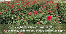 Ý nghĩa hoa thược dược là gì? Cách trồng, cắm hoa thược dược ngày Tết đẹp