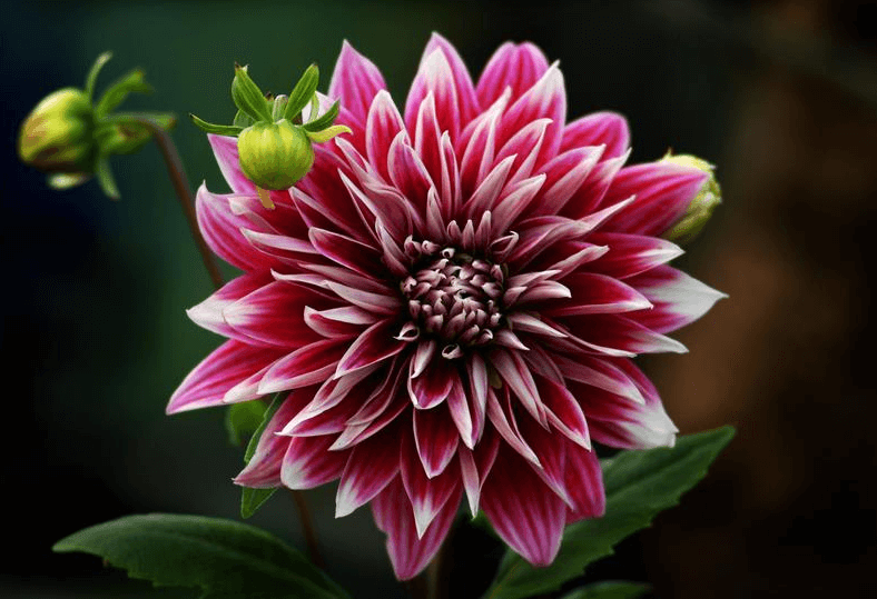 Hình ảnh về hoa thược dược màu tím