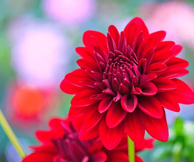 Hình ảnh về hoa thược dược màu đỏ