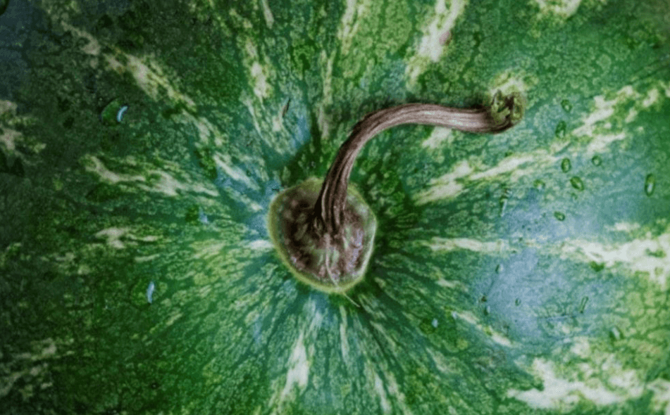 Quan sát cuống dưa hấu để chọn dưa ngon