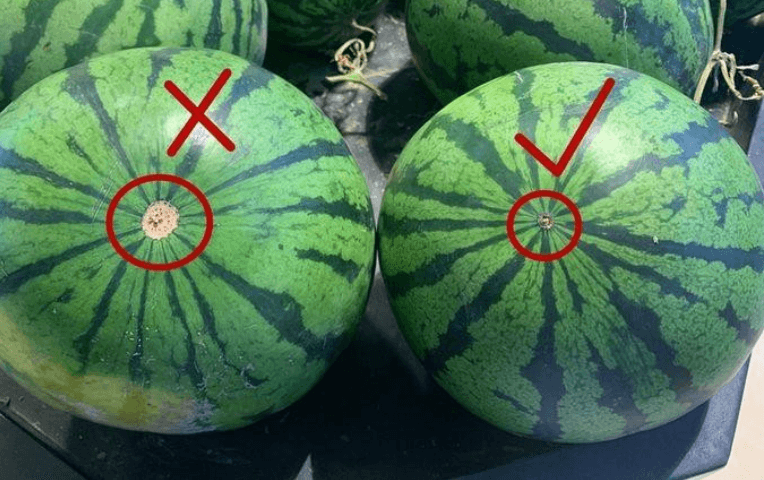 Quan sát rốn quả dưa để chọn dưa hấu ngon