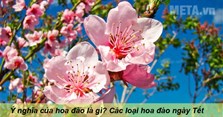 Ý nghĩa của hoa đào là gì? Các loại hoa đào ngày Tết