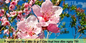 Ý nghĩa của hoa đào là gì? Các loại hoa đào ngày Tết
