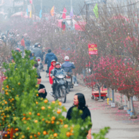 Danh sách chợ hoa Tết xuân Giáp Thìn 2024 tại TPHCM, Hà Nội