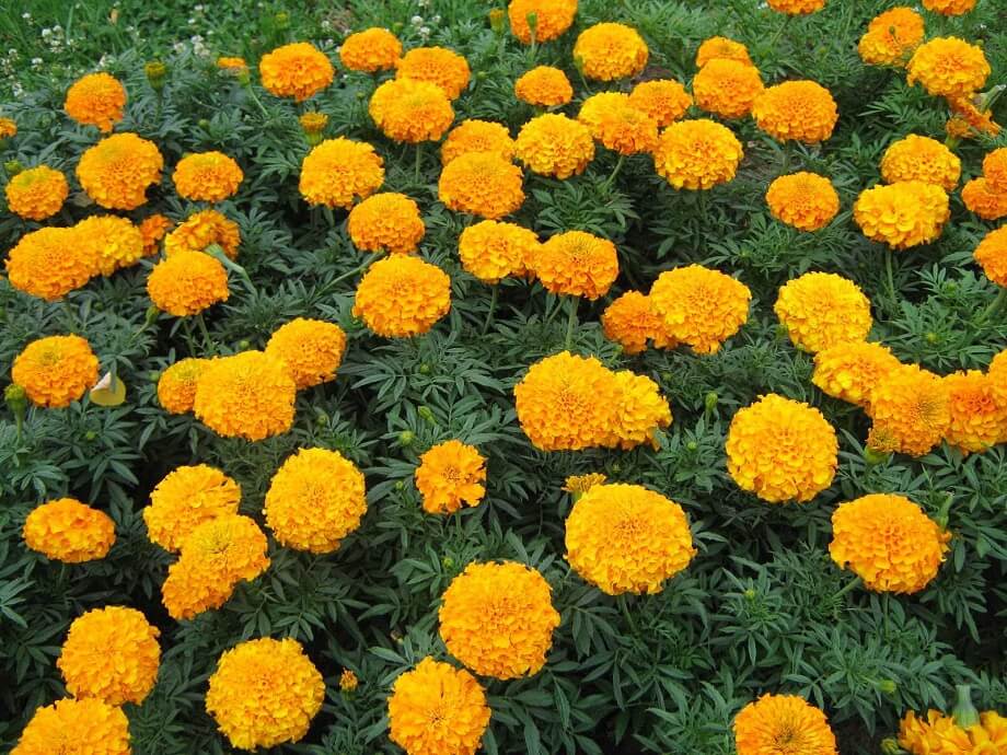 Cúc vạn thọ lùn