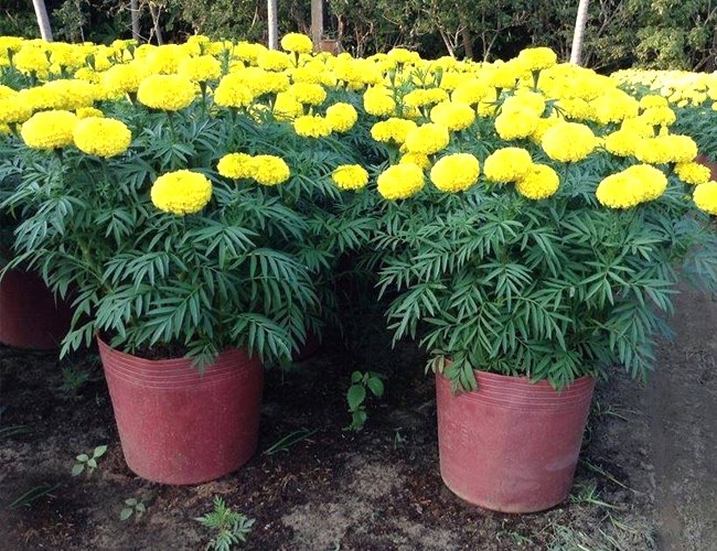 Cúc vạn thọ cao