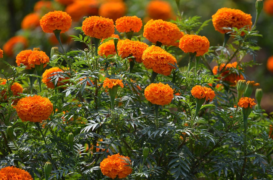 Tác dụng của cúc vạn thọ