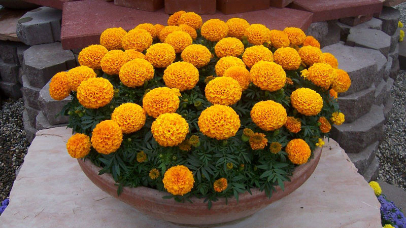 Trồng cúc vạn thọ đón Tết