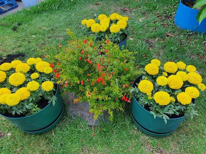 Hoa cúc vạn thọ đón Tết