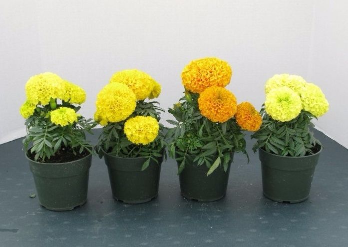 Trồng cúc vạn thọ trang trí Tết