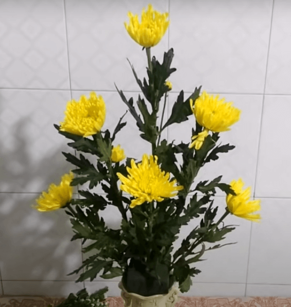 Cách cắm hoa cúc ngày Tết dạng bậc thang