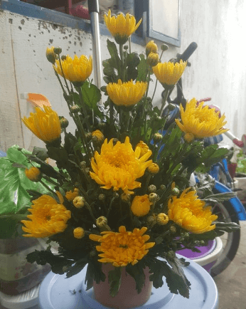 Cắm hoa cúc ngày Tết bằng mút xốp