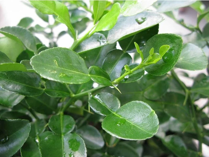 Cách xả xui bằng lá bưởi