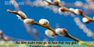 Nụ tầm xuân màu gì, là hoa thật hay giả? Ý nghĩa nụ tầm xuân