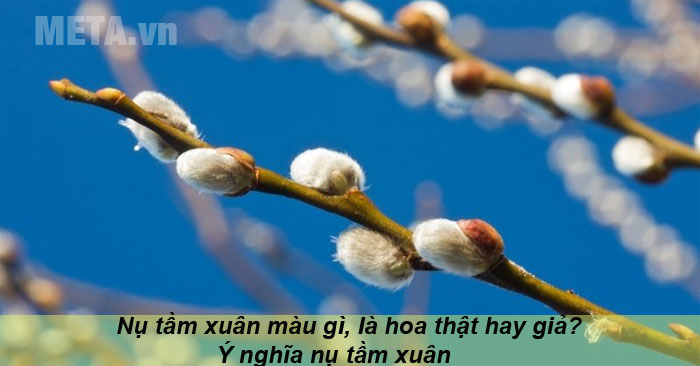 Nụ tầm xuân là hoa thật hay giả