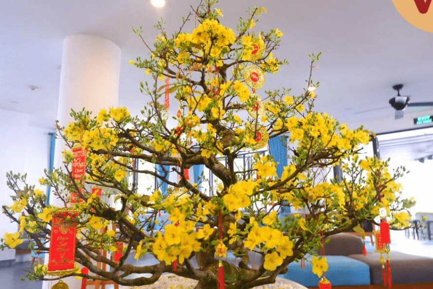 Trang trí cây mai ngày Tết ở cơ quan
