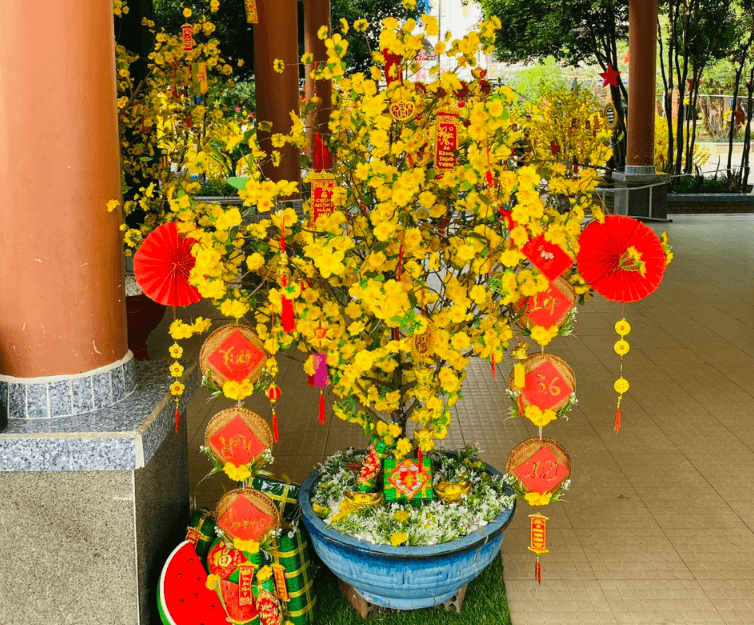 Trang trí cành mai ngày Tết tại trường học