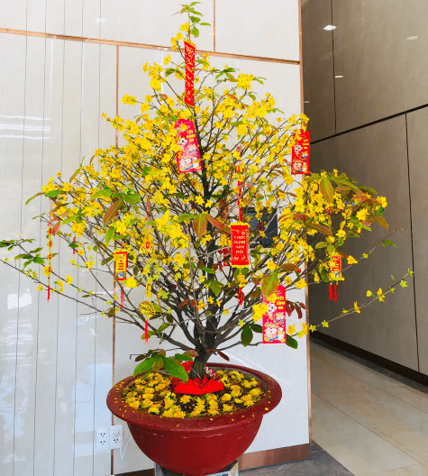 Trang trí cây mai ngày Tết