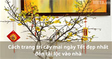9 Cách trang trí cây mai ngày Tết đẹp nhất đón tài lộc vào nhà