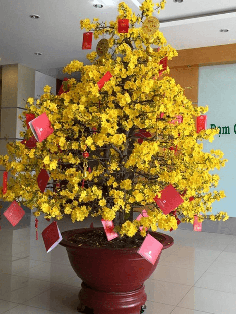 Trang trí cành mai ngày Tết tại văn phòng