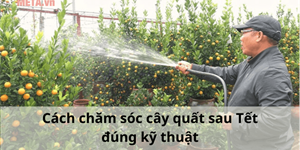 Cách chăm sóc cây quất sau Tết đúng kỹ thuật