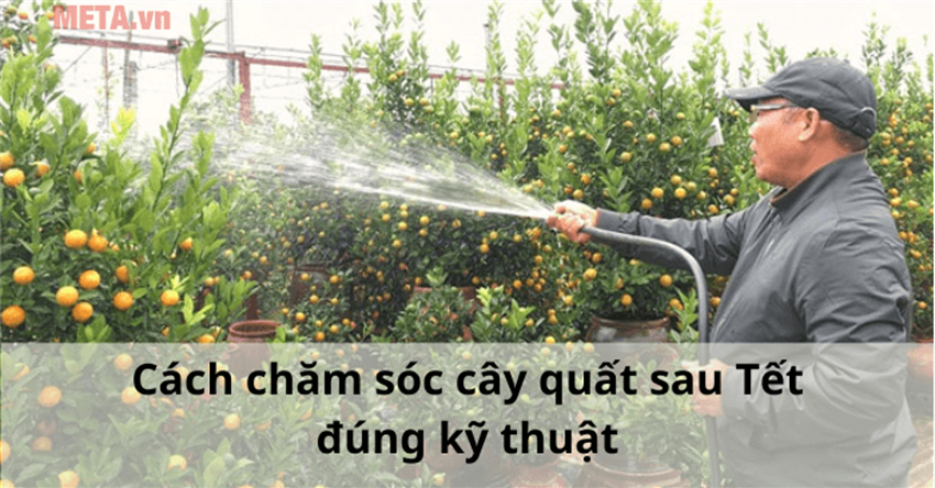 Cách chăm sóc cây quất sau Tết đúng kỹ thuật