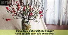 Cành đào có phải đốt gốc không? Cách đốt gốc cành đào chuẩn nhất