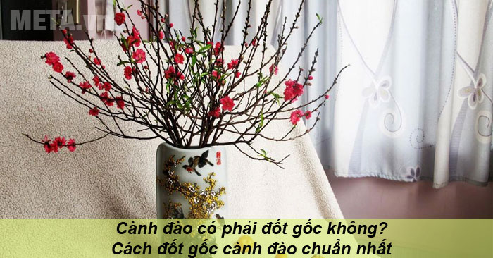 cành đào có phải đốt gốc không