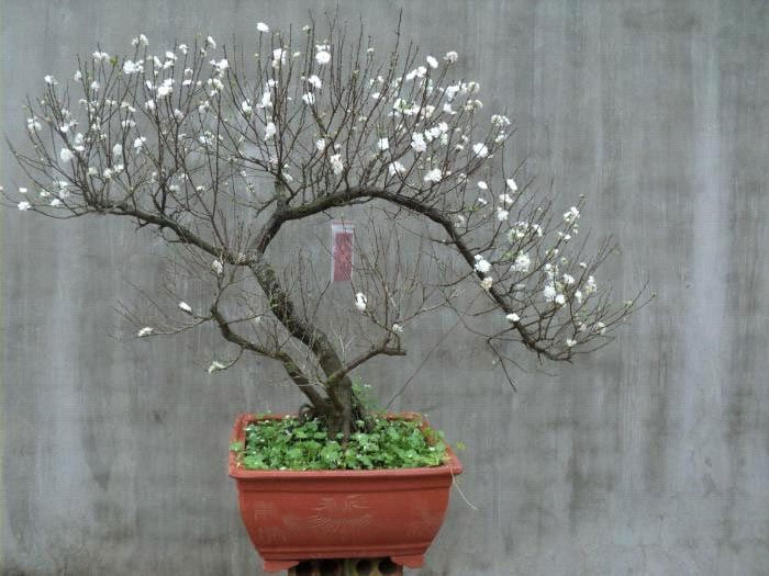 Dáng nhất chi mai huyền