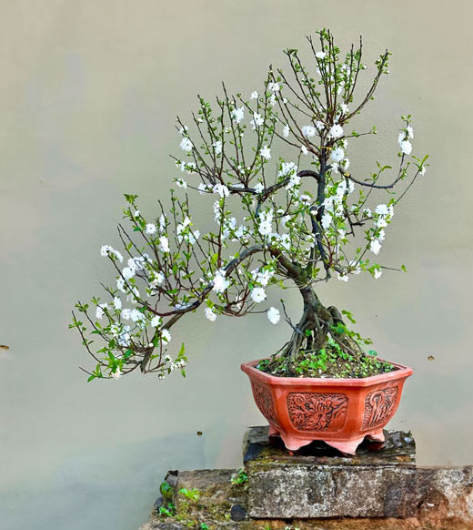 hình ảnh hoa nhất chi mai đẹp số 7