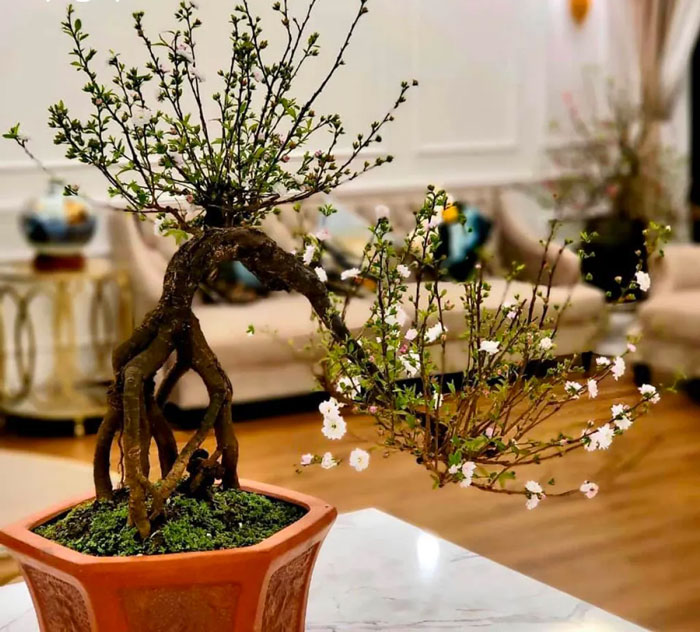 hình ảnh hoa nhất chi mai đẹp số 8