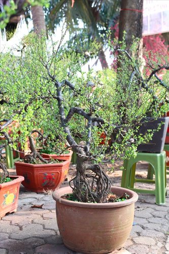 Dáng nhất chi mai trực