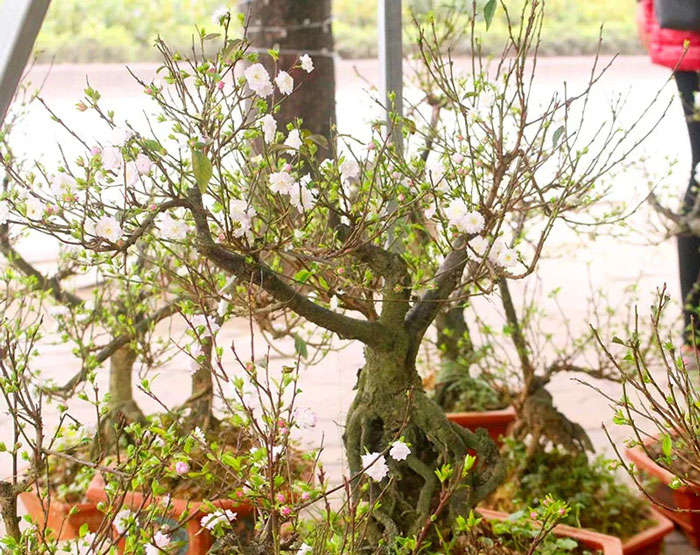 hình ảnh hoa nhất chi mai đẹp số 10