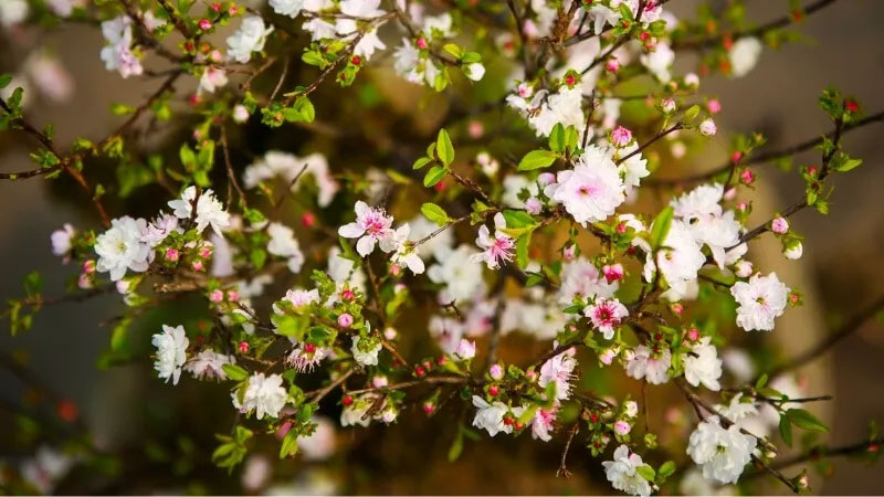 hình ảnh hoa nhất chi mai đẹp số 11