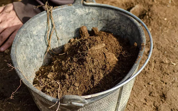 Chuẩn bị đất và cách trồng cây nhất chi mai