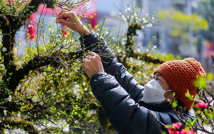 Cắt cành, tạo thế cho cây nhất chi mai